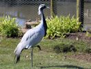 Demoiselle Crane (WWT Slimbridge April 2013) - pic by Nigel Key